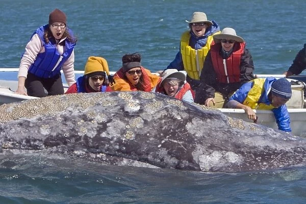 Mexican whalewatchers in pangas and California Gray Whale (Eschrichtius robustus) in Magdalena Bay near Puerto Lopez Mateos on the Pacific side of the Baja Peninsula, Baja California Sur, Mexico
