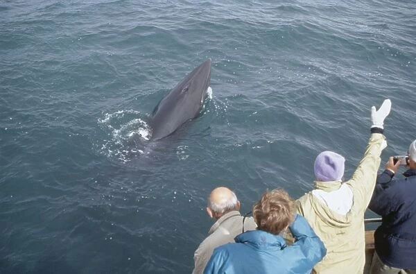 Minke whale (Balaenoptera acutorostrata) surfacing high out of the water in front of some whale-watchers. Husavik, Iceland