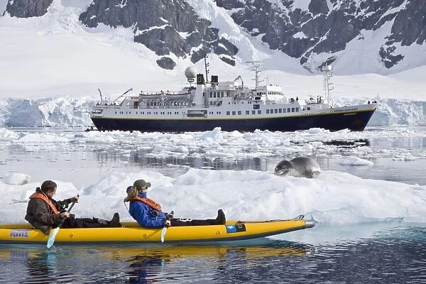 National Geographic photographer Joel Sartore and his wife Kathy kayaking with a leopard seal near Danco Island, Antarctica. The Leopard seal (Hydrurga leptonyx) is the second largest species of seal in the Antarctic (after the Southern Elephant