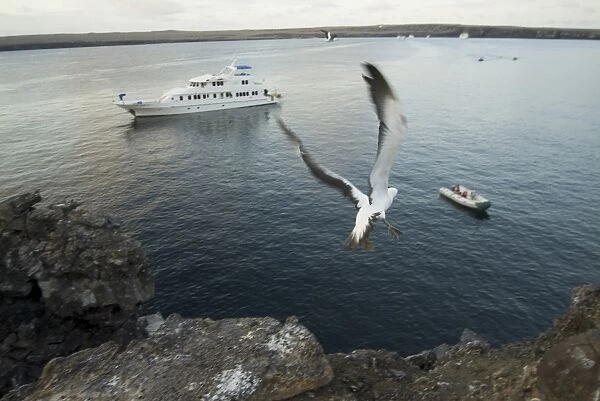 Nazca booby (Sula dactylatra) launching from cliff over boat. Galapagos. (rr)