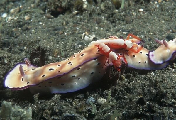 Nudibranchs with Imperial Shrimp (Risbecia tryoni). Indo Pacific