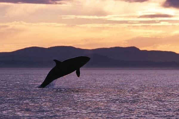 Orca calf breaching at sunset in Haro Strait. San Juan Islands, Washington
