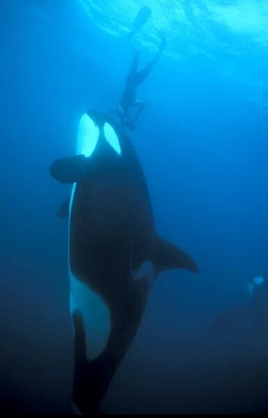 Orca (Orcinus orca) and diver. Akaroa, New Zealand