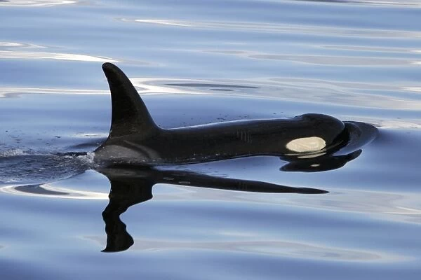 Orca (Orcinus orca) surfacing in Chatham Strait, southeast Alaska, USA