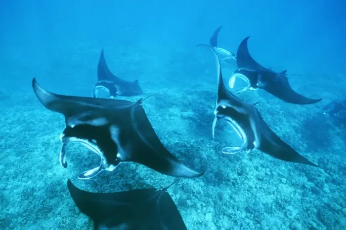 Framed Print : Pacific Manta Rays Over Reef Print Framed Print : Pacific Manta Rays Over Reef Print