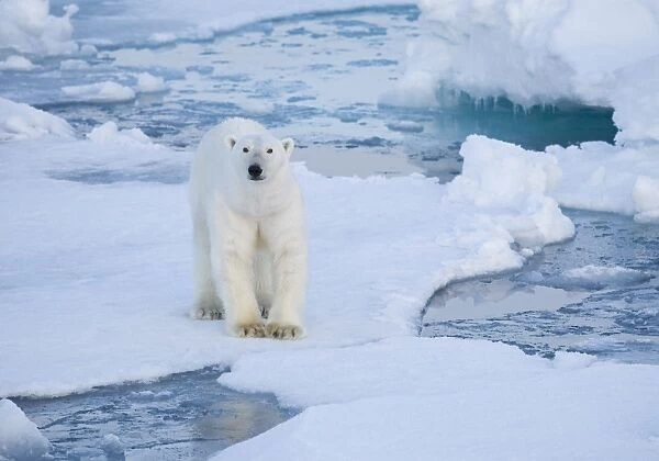 Polar Bear. Longyearbyen, Svalbard, Norway