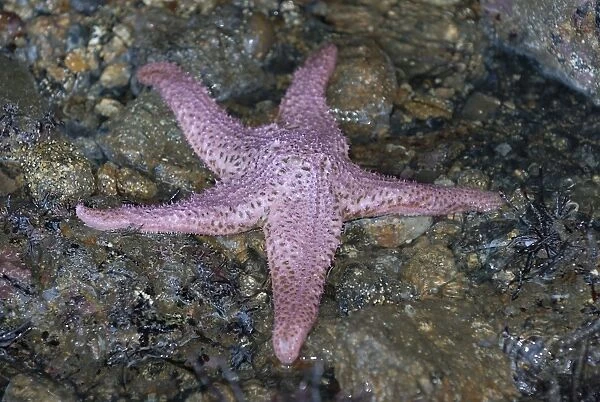 Purple sea star on rocks. National marine sanctuary, Monterey bay, California Pacific ocean, USA