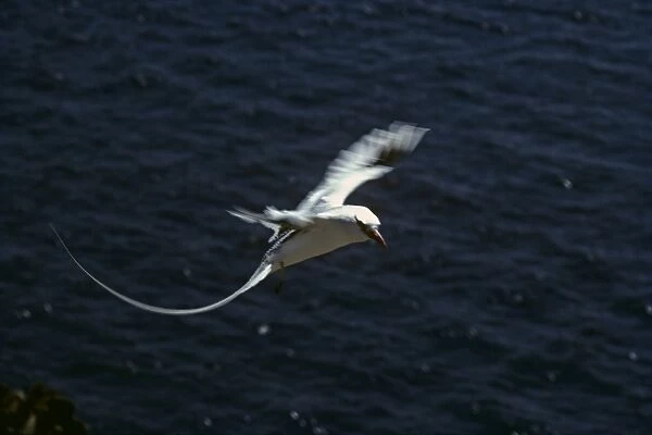 Red-billed tropicbird coming in to land. (Phaethon aethereus). South Plaza Island, Galapagos, Ecuador