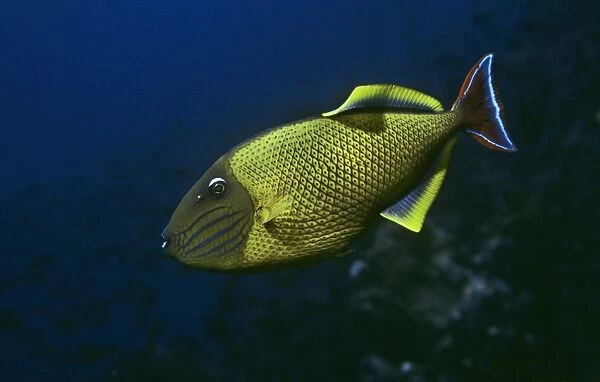 Red-tailed triggerfish. (Xanthichthys mento). Roca Redonda Islet, Galapagos, Ecuador. 1989