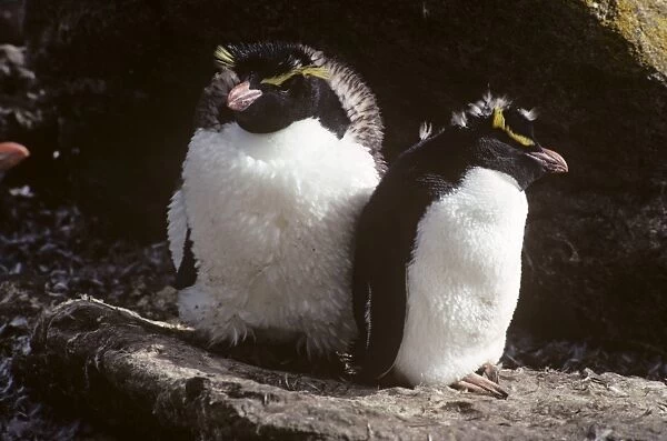 Rockhopper penguins. (Eudyptes chrysocome). Pair moulting. West Point Island, Falkland Islands. 1988