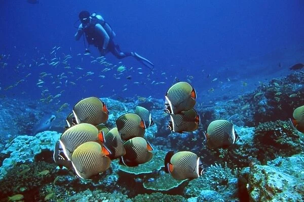 School of collare butterflyfish and diver, Chaetodon collare, Similan Islands, Thailand (Andaman Sea) (RR)