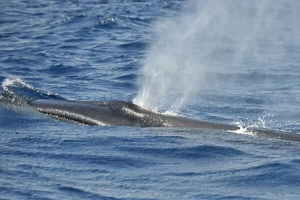 Sei Whale (Balaenoptera borealis). Azores, North Atlantic. Taken 2008
