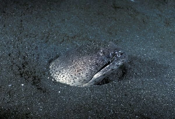 Snake eel, head out of sand (Pisonophis cancivorus). Indo Pacific