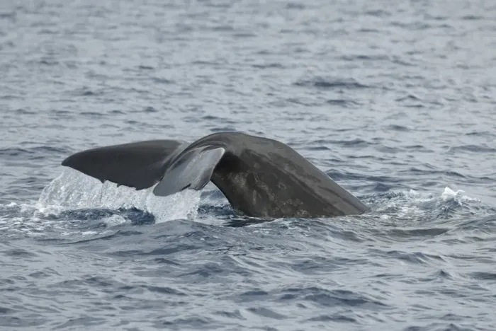 Framed Print : Sperm Whale Tail Print