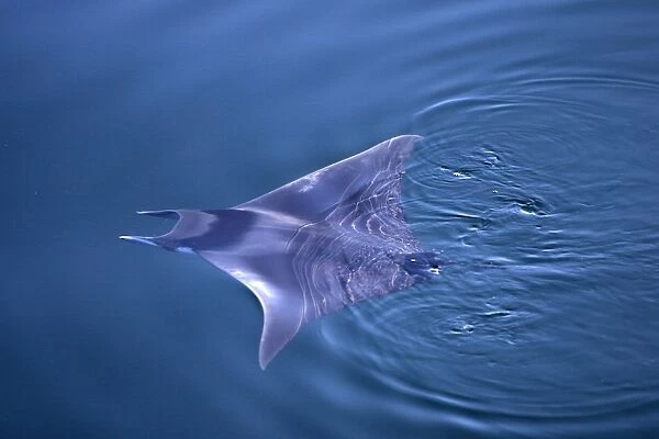 Spinetail Mobula (Mobula japonica)swimming on the surface in the lower Gulf of California (Sea of Cortez), Mexico