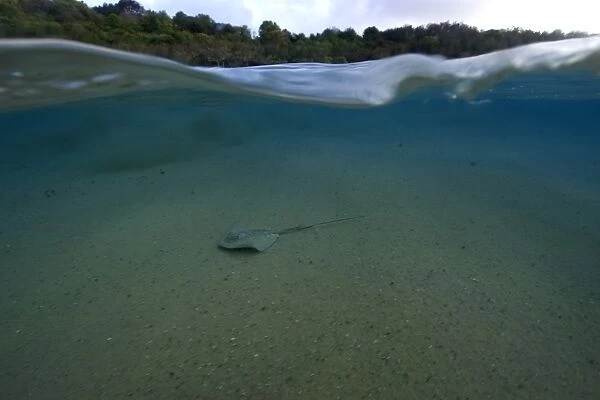 Split image of Southern Stingray, Dasyatis americana, and beach, Fernando de Noronha, Pernambuco, Brazil