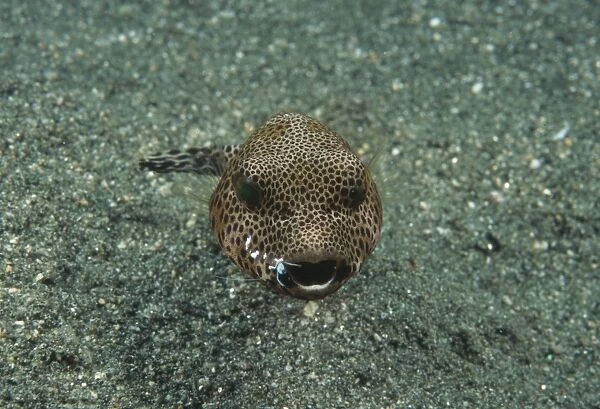 Starry Toadfish; cleaner shrimp on mouth (Arothon stellatus). Indo Pacific