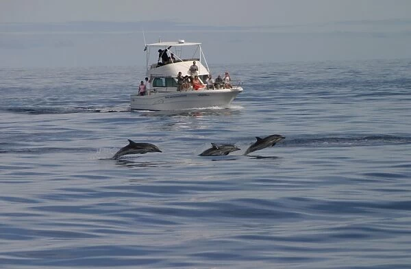 Striped dolphins surfacing in front of tourist boat (Stenella coeruleoalba) Azores, Atlantic Ocean (RR)