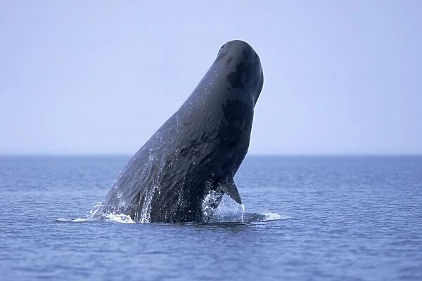 Sub-adult Sperm Whale (Physeter macrocephalus) breaching in northern Gulf of California, Mexico