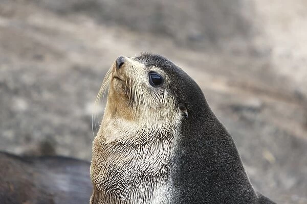Sub-Antarctic fur seal (Arctocephalus tropicalis) on Nightingale Island in the Tristan da Cunha Island Group in the southern Atlantic Ocean. Note the lighter face and pelage than that of the Antarctic fur seal
