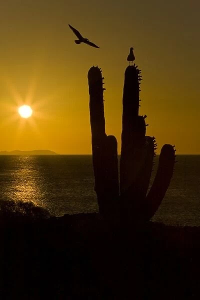 Sunrise over cardon cactus with gulls from Isla San Esteban in the midriff region of Gulf of California (Sea of Cortez), Baja California Norte
