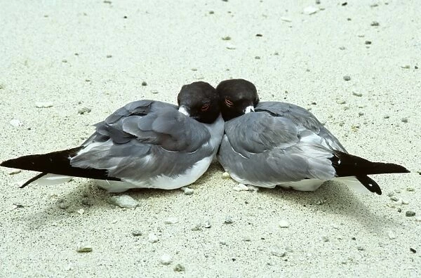 Swallow-tailed gull pair, sleeping together on beach. Galapagos. (Creagrus furcatus). Genovesa Island, Galapagos