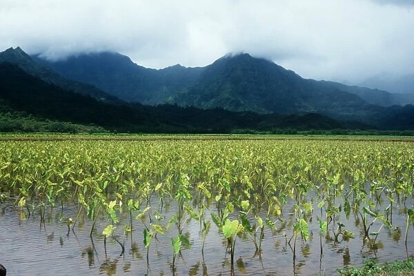 Taro plantations, Kauai, Hawaii (N. Pacific)
