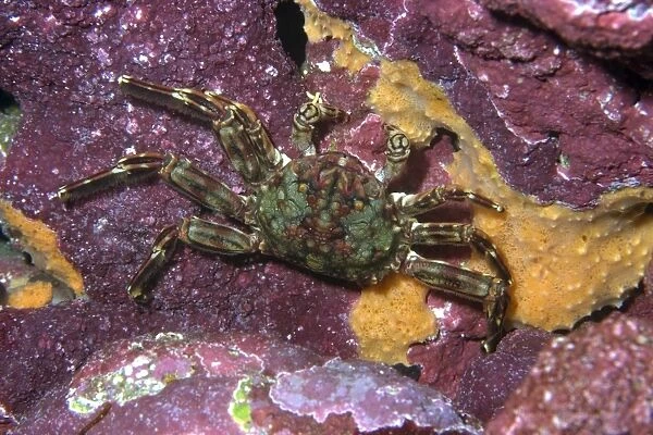 Tidal crab, Plagusia depressa, St. Peter and St. Pauls rocks, Brazil, Atlantic Ocean