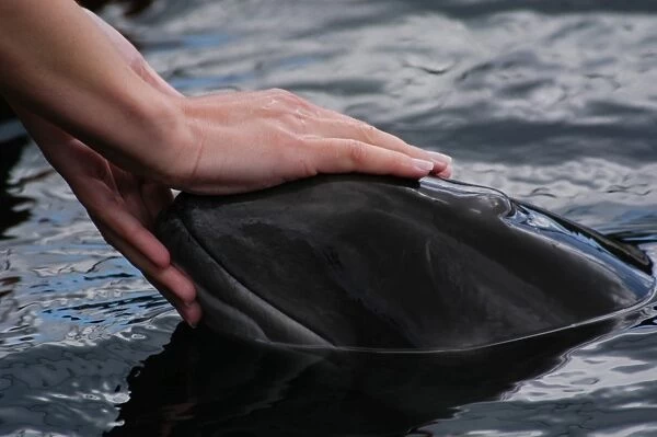 Trainers hands caressing head of captive Harbour porpoise (Phocoena phocoena) Kerteminde, Denmark