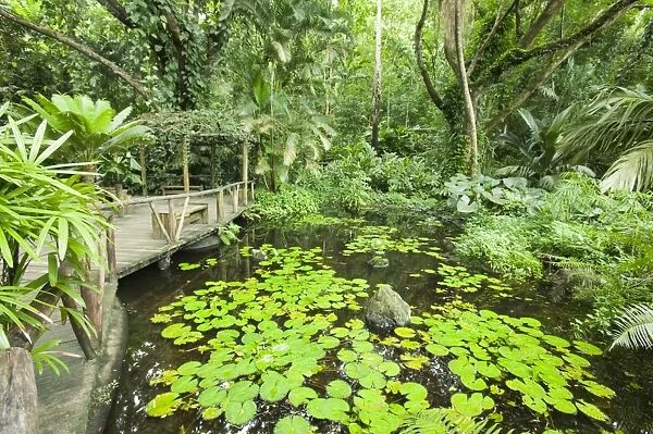 Tropical rainforest plants on Fiji