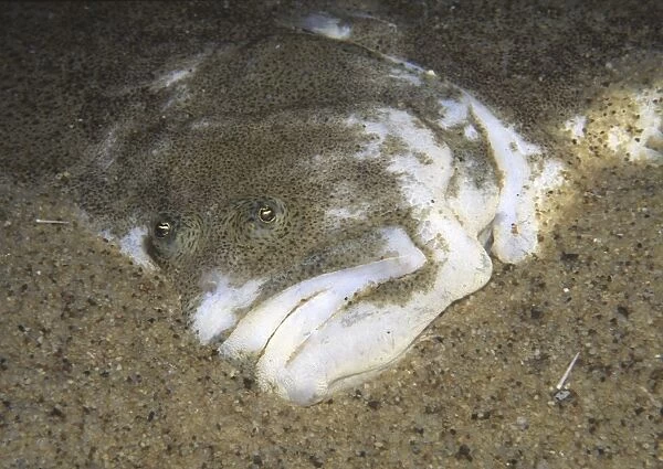 Turbot (Psetta maxima), viewed from above showing eyes and mouth against a sandy seabed, Firth of Forth, Scotland, UK North Sea