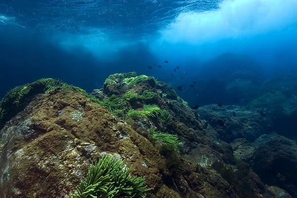 Underwater substrate, St. Peter and St. Pauls rocks, Brazil, Atlantic Ocean