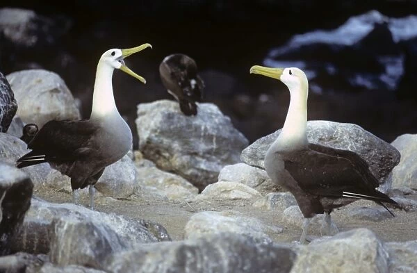 Waved albatross incubating. Galapagos. (Diomedea irrorata). Punta Suarez, Espa ola Island, Galapagos