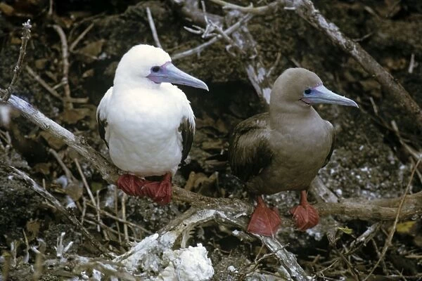 White and brown red-footed boobies forms together. (Sula sula). Genovesa Island, Galapagos, Ecuador