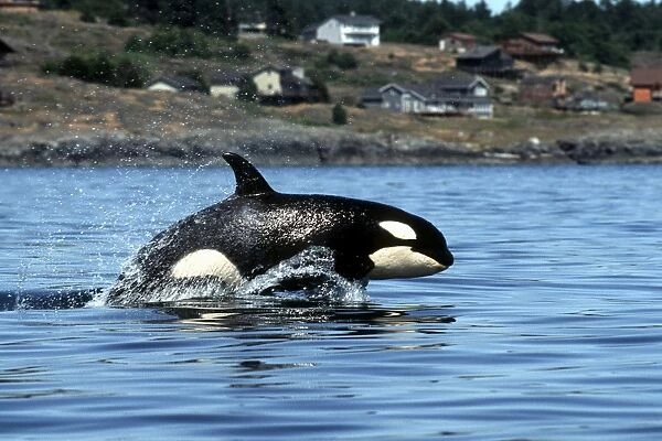 Young Orca, Orcinus Orca, power-lunging in Haro Strait, San Juan Islands, Washington