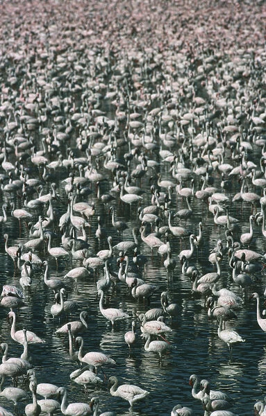 10008290. wildlife, birds, flamingoes, greater & lesser flamingo phoenicopterus ruber