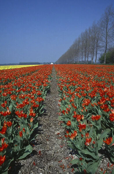 10019208. HOLLAND Agriculture Flowers Field of broad strips of red and yellow tulips
