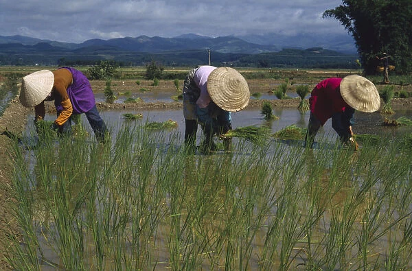 10048025. CHINA Yunnan Farming Planting rice