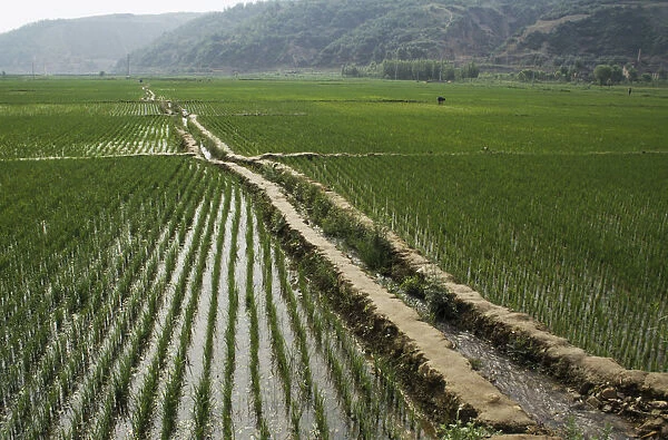 10048454. China, Near Yanan, view long irrigation channel feeding rice paddy fields