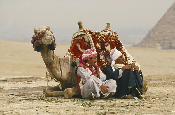 10064979. EGYPT Cairo Area Giza Camel lying down with two men seated on one side