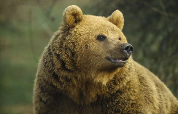 10080065. ANIMALS Bear Brown Bear Ursus arctos. Single animal in captivity