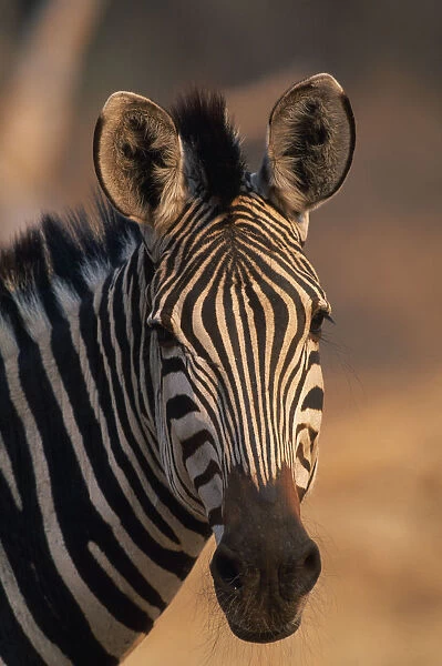 10094906. zimbabwe, mana pools national park, burchells zebra