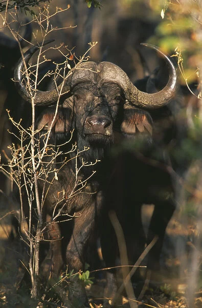 10094913. ZIMBABWE Hwanae National Park Buffalo in Mopane Veld Syncerus Caffer