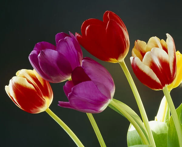20002081. FLORA & FAUNA Flowers Tulips Various coloured tulipa gesneriana
