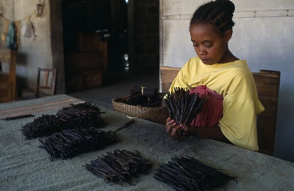 20017988. MADAGASCAR Antalaha Woman grading vanilla pods