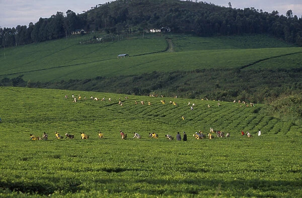 20032512. UGANDA Farming View over tea plantation with workers in a field