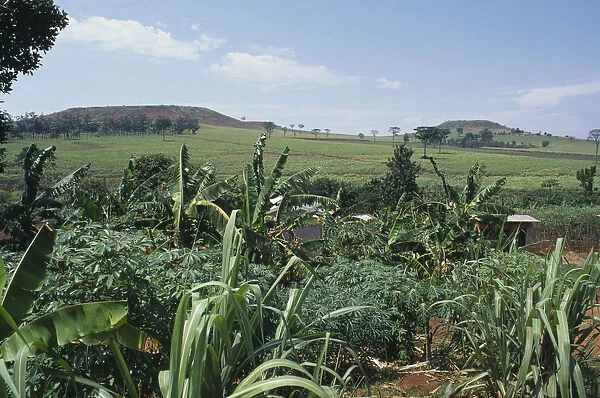 20032524. UGANDA Farming Crops of sugar cane. Fields and hills behind