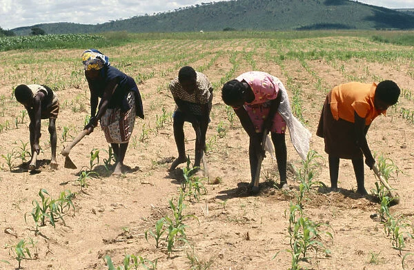 20035664. ZIMBABWE General Chriamora women weeding between the crops