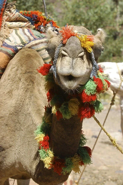 20038692. MOROCCO Marrakech Close up portrait of a camel