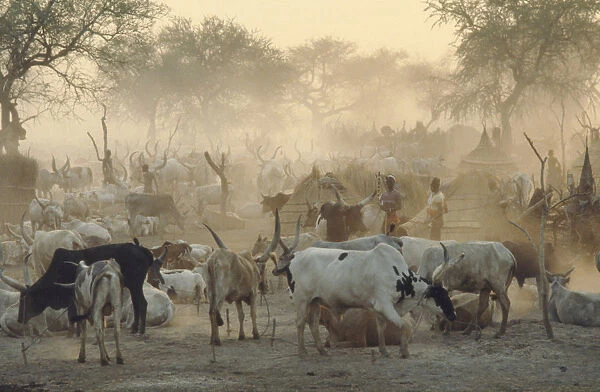 20040040. SUDAN Agar Dinka cattle camp. Herd tethered to posts around thatched huts